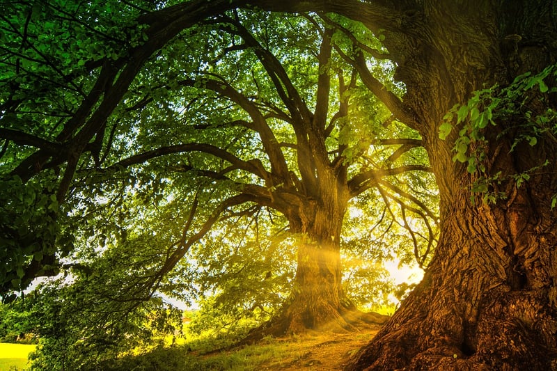 Magical Woodland Retreats